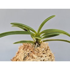 풍란/풍란부귀란(팔중의 완성분 #5), 1개