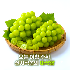 [대한민국] 고당도 프리미엄 샤인머스켓 1kg 2kg 선물용 가정용, 1박스, 1kg (2~3수)