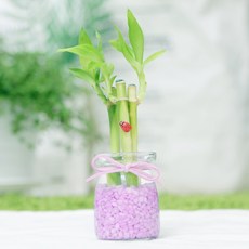 그린테라피 미니 푸딩 개운죽 행운목공기정화식물 미세먼지, 연보라