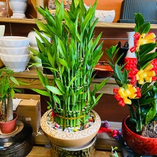 王冠園藝 開運竹盆 開幕 升遷 喬遷 代客外送, 1個