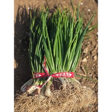 [여수] 국내산 흙쪽파 신선 햇쪽파, 1kg, 2개