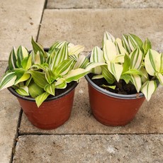 무늬달개비 (소품) 1+1 무늬가 예쁜 달개비 번식력 좋은