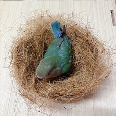 鸚鵡鳥窩 咬不爛 懸掛式 椰子殼鳥巢 適用虎皮牡丹玄鳳小太陽, 1個, 窩墊-棕絲椰墊111g, 螺桿掛窩 -穩固