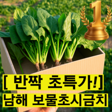 산지직송 남해 노지 시금치 보물초 포항초 섬초 A급 특품, 1박스, 500g