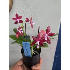 [루반정원] (원종 호접) Phal. tetraspis red, 1개