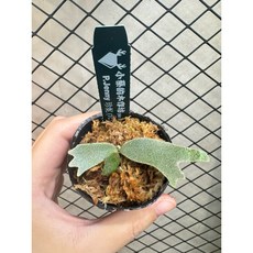 【小蔡的木作坊】Jenny珍妮鹿角蕨TC, 1個