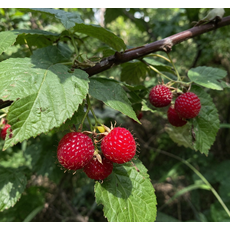 2026년 산딸기 생과, 1개, 250g