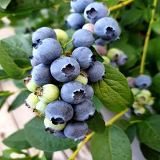 타임세일 노씨고집 정품 생 블루베리, 3개, 125g (18mm 왕특대)