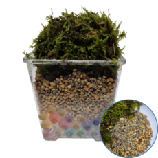 광림 천연이끼컵 공기정화 키우기 DIY 테라리움 실내가습, 2개