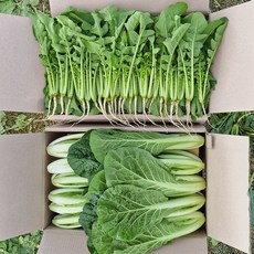 [갓따옴] 어린 열무+얼갈이 | 김치/겉절이 전용 | 수확 발송, 1개, 어린열무2kg+얼갈이1kg