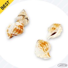 여름만들기재료 모래놀이소품 조개 11번 창의미술재료 픽앤코501