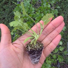 [오감] 고수 모종 향신료 샹차이 실란트로 허브 묘종, 21개