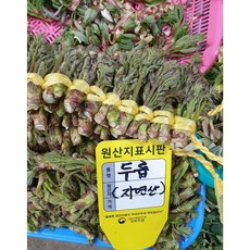 울진 자연산 산두릅 1kg 참두릅 최상급, 1개