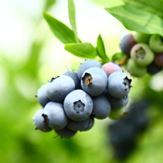 국내산 생 블루베리 고당도 슈퍼푸드 싱싱한 국산블루베리, 1개, 국내산 블루베리 16mm (팩당 100g)