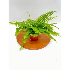 보스턴고사리 소품 플랜테리어 공기정화식물 인테리어식물 제이팜, 1개