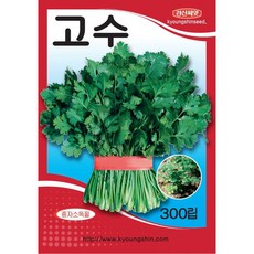 세인화분 고수 200립 - 코리안더 씨 씨앗 채소 쌈채소 향신채, 1개