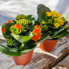 [안녕두구동]가랑코에 노랑+주황 1+1 오래가는꽃 다육식물