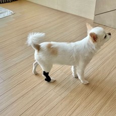 강아지 슬개골 탈구 보호대 소형rai1+9YJE