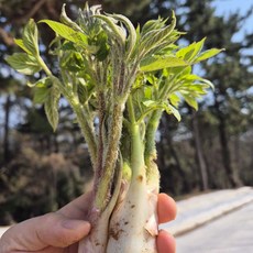 2026년 4월한정 특가] 남해 땅두릅 특품, 1박스, 2kg