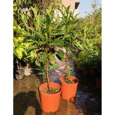 霏霏園藝 角徑野牡丹 8吋盆栽, 1個