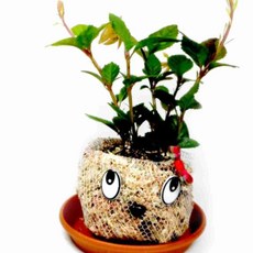 DIY 동물 토피어리 만들기 키트 중급 식물꾸미기