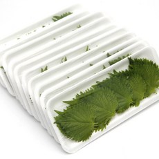 국내산 시소잎 도매 10팩 250장 가락시장 당일새벽경매 일본깻잎 초밥재료 네타, 시소잎 10팩 (250장), 10개