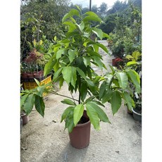 霏霏園藝 玉蘭花，泰國師父講，泰國師父講（擋煞），高度120公分，1尺吋盆，四季開花樹, 1個