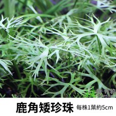 林作物 鹿角矮珍珠 水中葉 小型綠色水草 前中景造景 每株約5公分, 單1小珠（每株1葉）