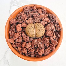 펄버십스 농장직송 산아래 다육이 생명력최고 키우기쉬운 공기정화 전자파차단 하월시아 다육 식물 선인장, 1개, 럭셔리