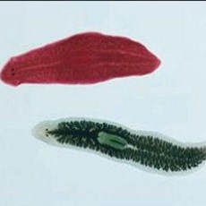 플라나리아슬라이드표본/EDU-22273