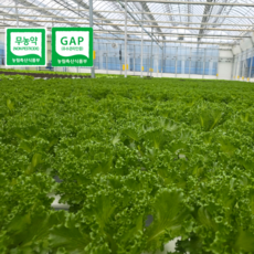 [도하팜] [프릴아이스 단일품목] 수경재배 무농약 GAP 유럽샐러드, 1개, 1kg