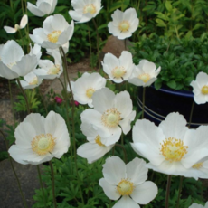 다년초사랑농원 사계 바람꽃 (2포트묶음) [설강바람꽃 노지월동 다년초 다년생 야생화 꽃모종 봄꽃], 2개