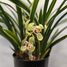 채운화 (동양란), 1개