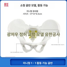 교육용 골반 뼈 모델 요추 척추 인간 다리 모형 해부학 모형, 소형 수직형 관절 가동, 1개