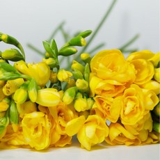 체리플로라 생화 후리지아 프리지아 후리지아 20줄기 안개추가 프리지아꽃다발 꽃정기구독 꽃단체주문 할인꽃, 1개, 후리지아10+10줄기