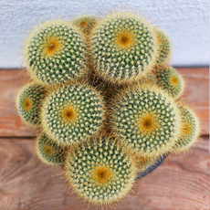 [다봉스] 금황환 선인장 군생 중품 다육 실내 공기정화 키우기쉬운식물 1개