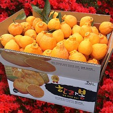 한라산농장 고당도 한라봉-불만족시 무료반품-, 1박스, 한라봉 10KG 중과 40~48과