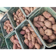 황금 초고당도 꿀뚝뚝 꿀고구마 특대 개당 350g내외, 3kg x 1박스