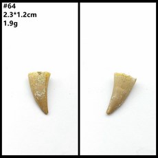 자연 모로코 상어 이빨 표본 치아 해양 고생물 과학 수집, 45. 64