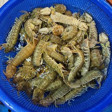 생물 갯가재 1kg 15-20미 수율70%, 1세트