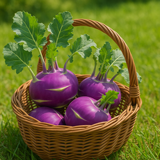 프리미엄 제주산 과즙풍부 콜라비 정품로얄과, 1박스, 10kg