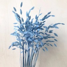 小盼草 永生花 真花 幹花 雲南工廠材料 家居裝飾, 藍色（漂色10支）