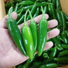 정든농산 모닝고추 못난이 상품 오이맛 아삭이고추, 1박스, 2kg