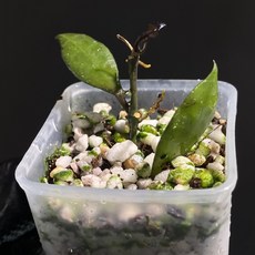 호야 라쿠노사 블랙 스몰리프 스몰 리프 동일품배송