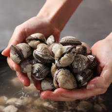 순천만수산 남해안 활 새꼬막 매일 새벽작업 벌교만 여자만 득량만 활꼬막, 1개, 2kg(대)