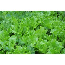 [신일농산] 국내산 하우스 청상추 4kg, 1박스