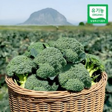 제주 모슬포 유기농 브로콜리 1kg/3kg, 1kg, 1kg, 1개
