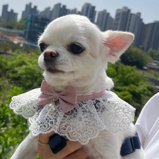 반려동물레이스리본스카프 고양이액세서리