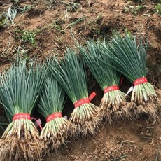 국내산 흙쪽파 흙 1단 1키로 내외 아이스박스 포장, 1개, 1kg