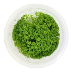 미미네아쿠아 무균 조직 배양수초 - 쿠바펄, 1개